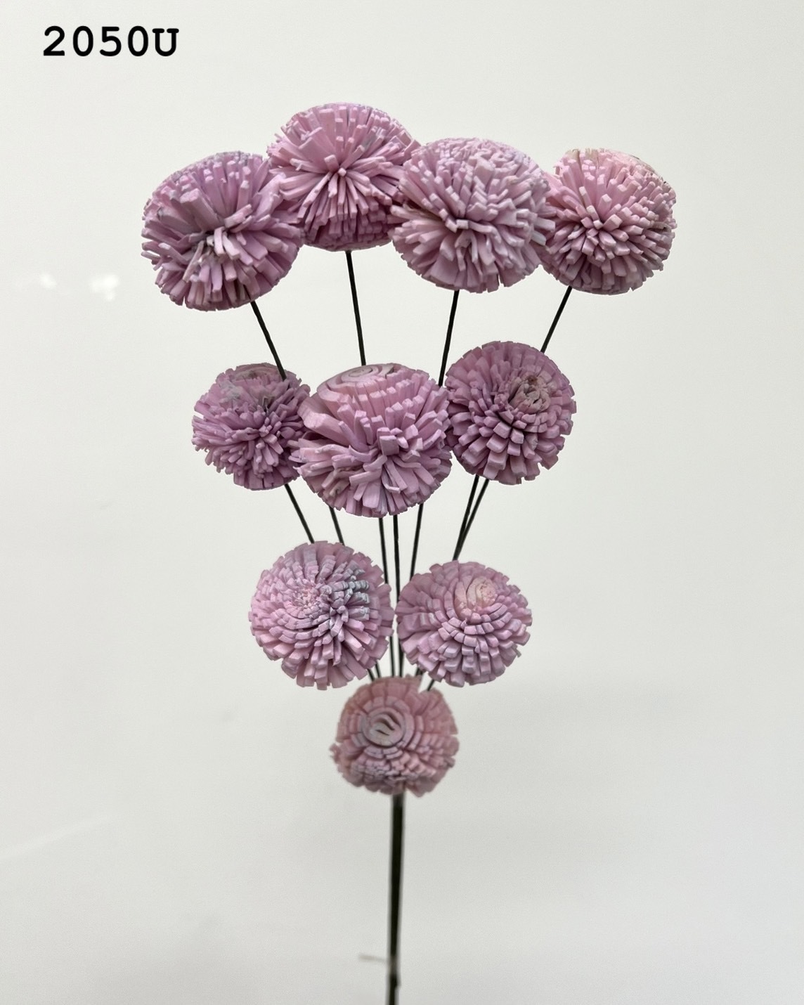 印度乒乓菊(3cm) -2050U