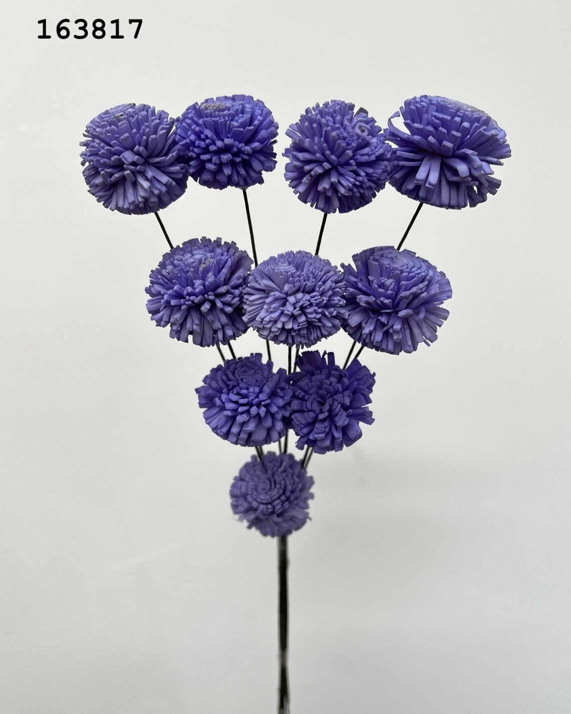 印度乒乓菊(3cm) -163817