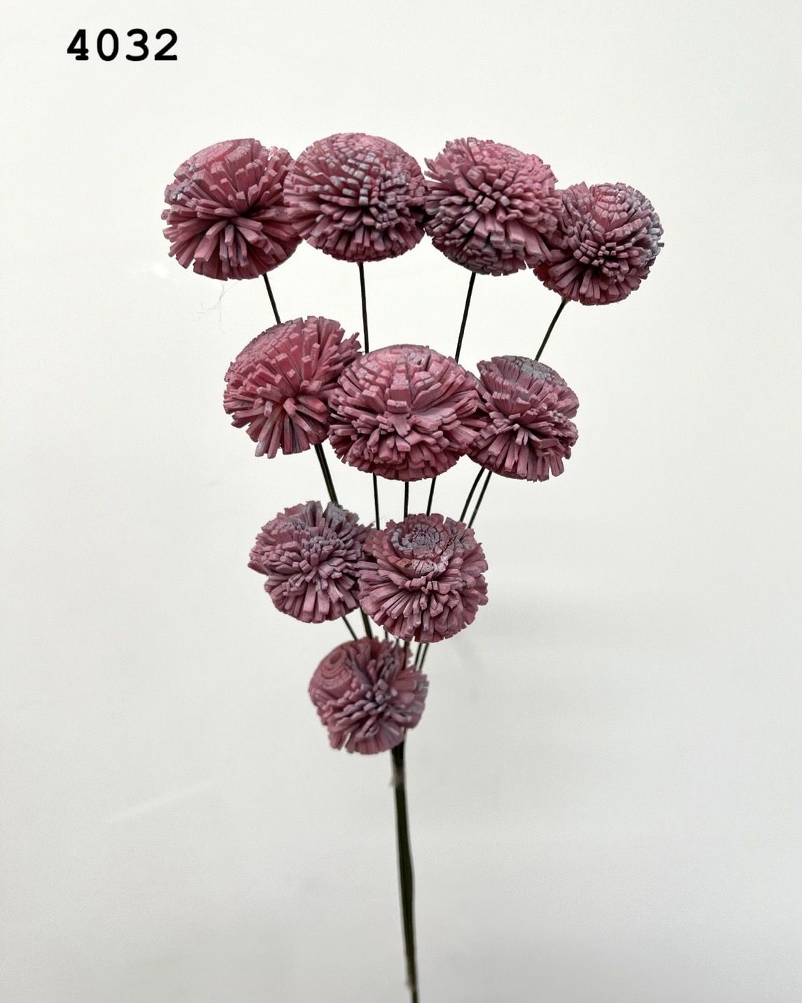 印度乒乓菊(3cm) -4032