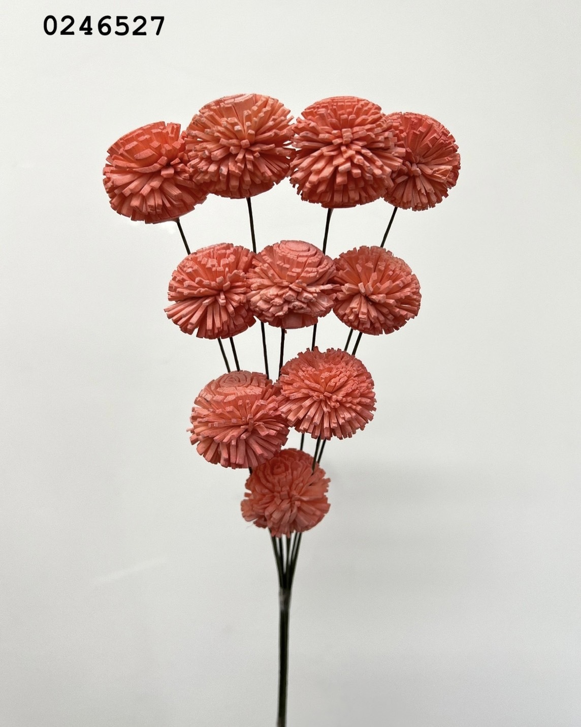 印度乒乓菊(3cm) -0246527