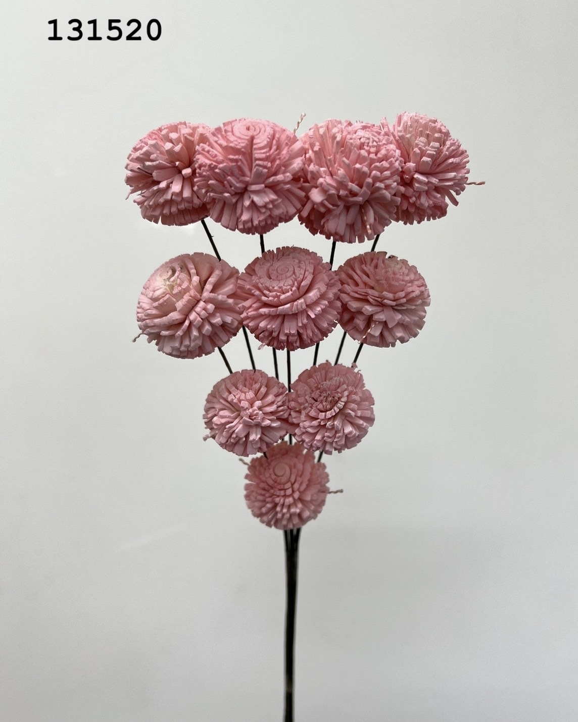 印度乒乓菊(3cm) -131520