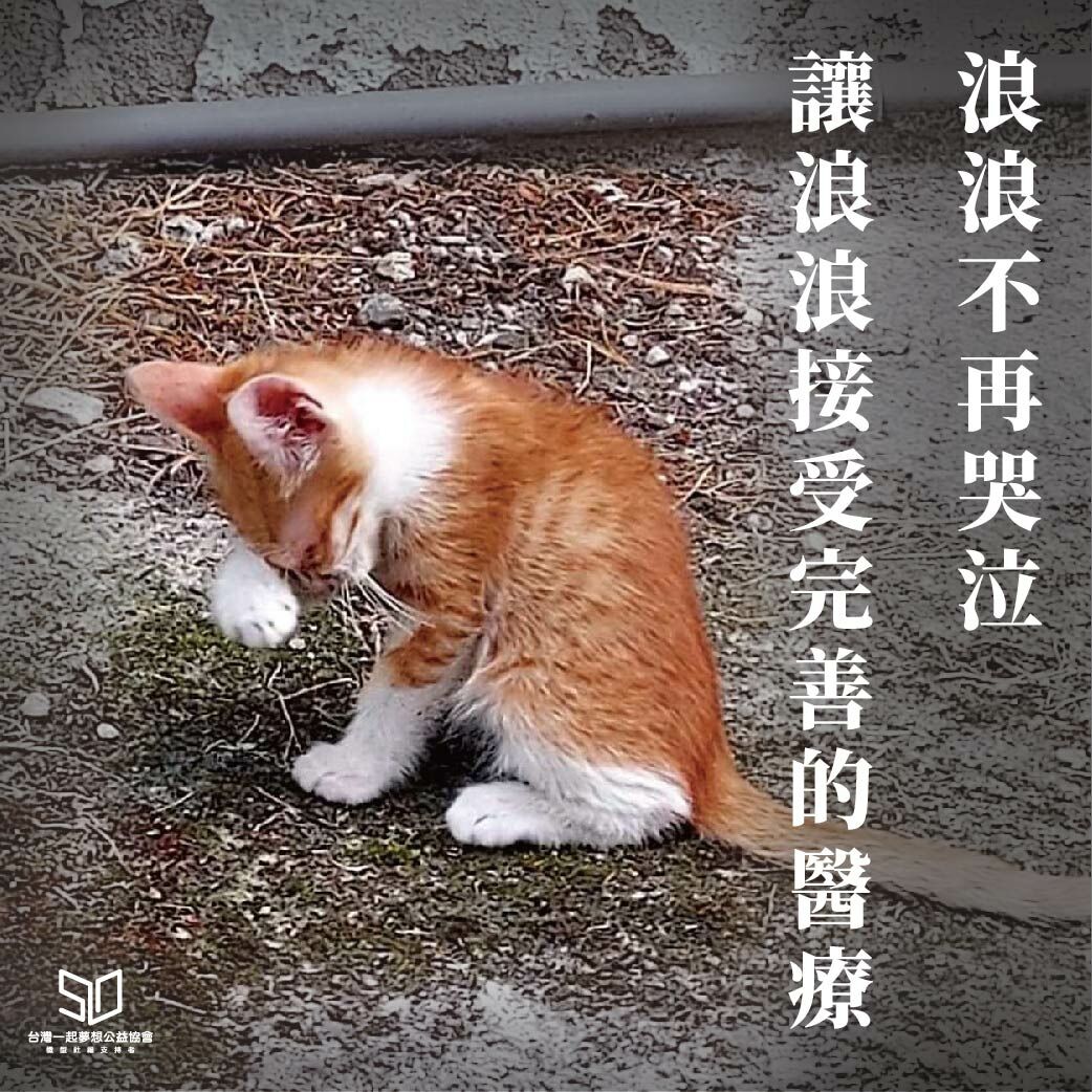 【浪浪有家貓小鄉護生救援協會】浪浪不再哭泣，讓浪浪接受完善的醫療與充足的食物！