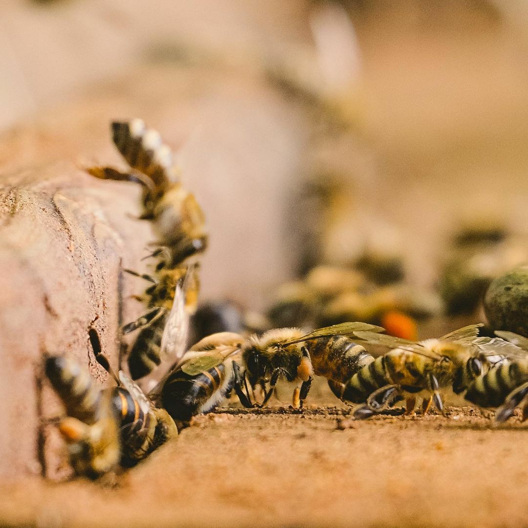 琥珀蜜蜜｜潔顏 50ml (效期2026.06)