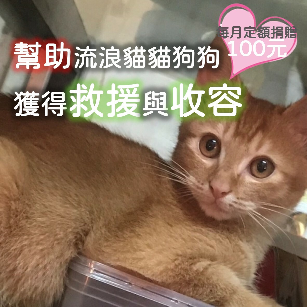 【新北市流浪動物保護協會】幫助改變毛小孩可憐的過去，讓他們未來過得更幸福！
