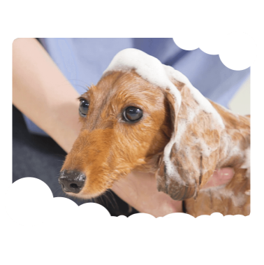 Lion 犬用 泡泡氣味清除洗毛水．230ml