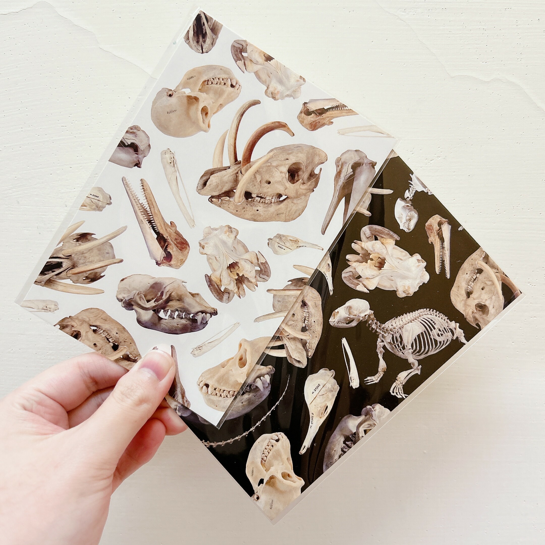 大哺乳類展覽限定 明信片