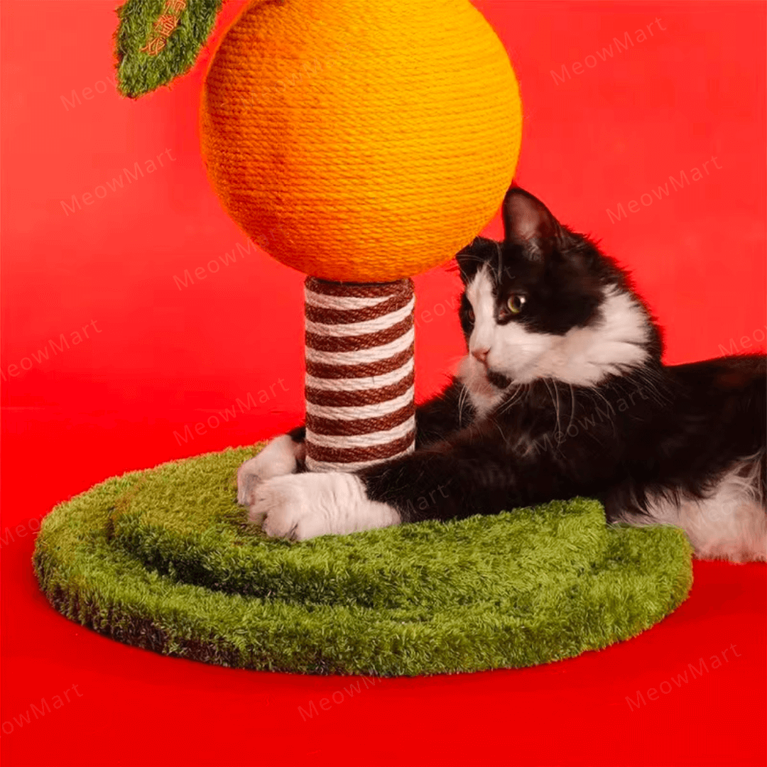 zeze 柿子貓抓柱