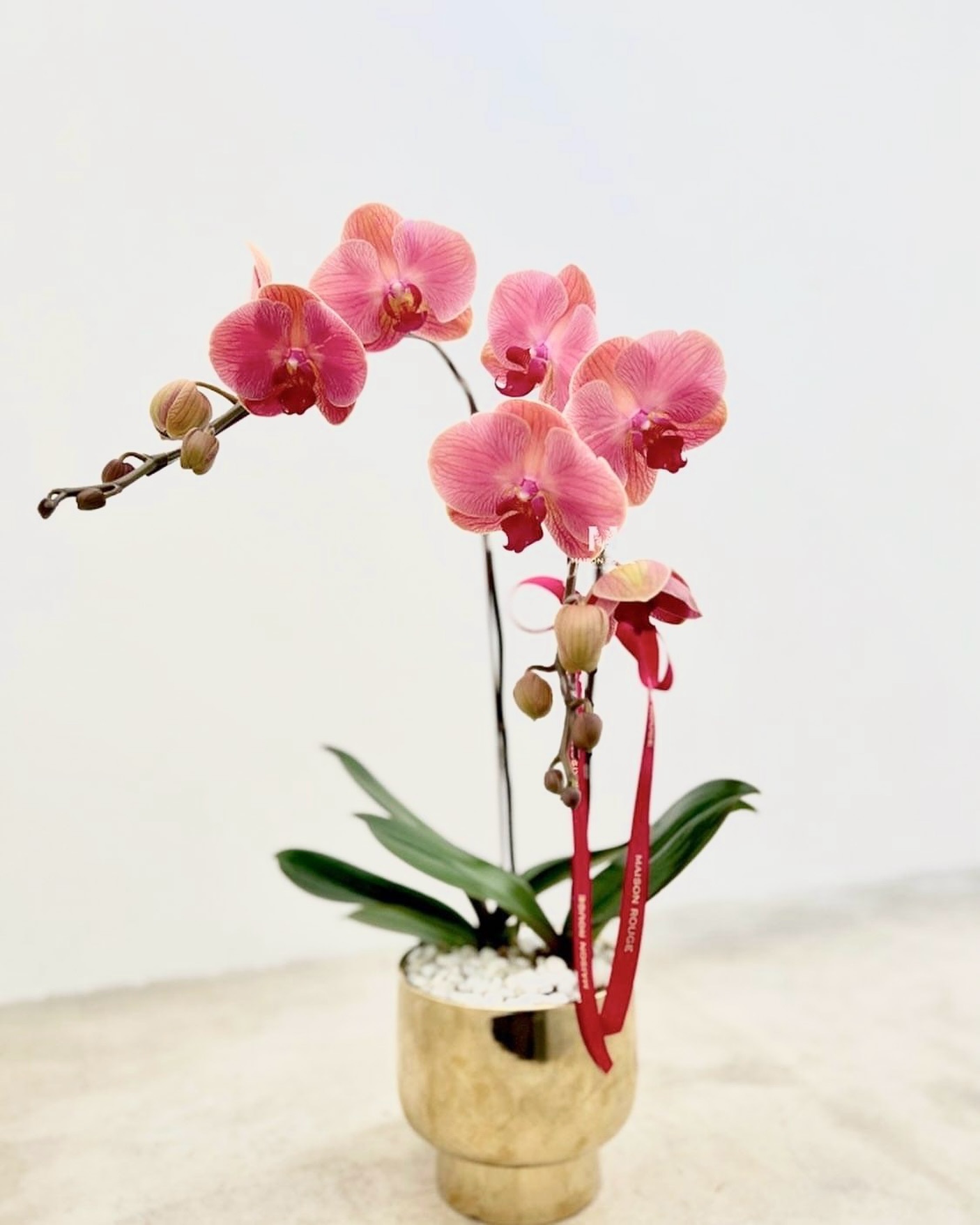 貳樓有花・蘭花花禮・粉色