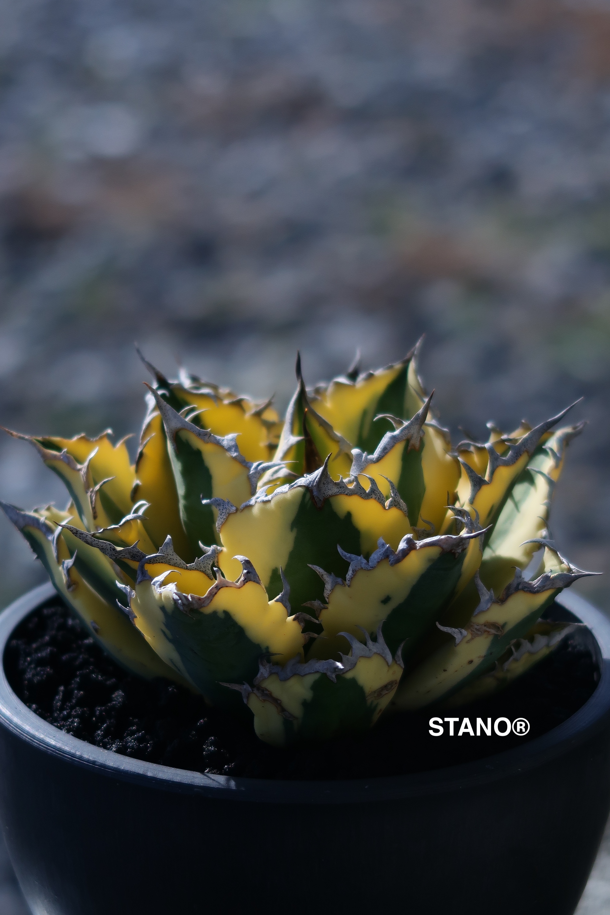 アガベ チタノタ スナグルトゥース 暴牙 Agave titanota 