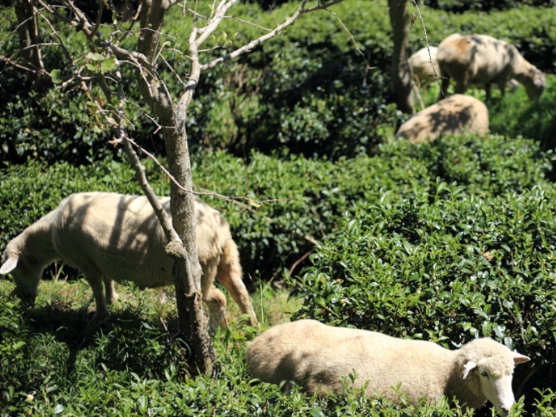 空中花園-青青草園