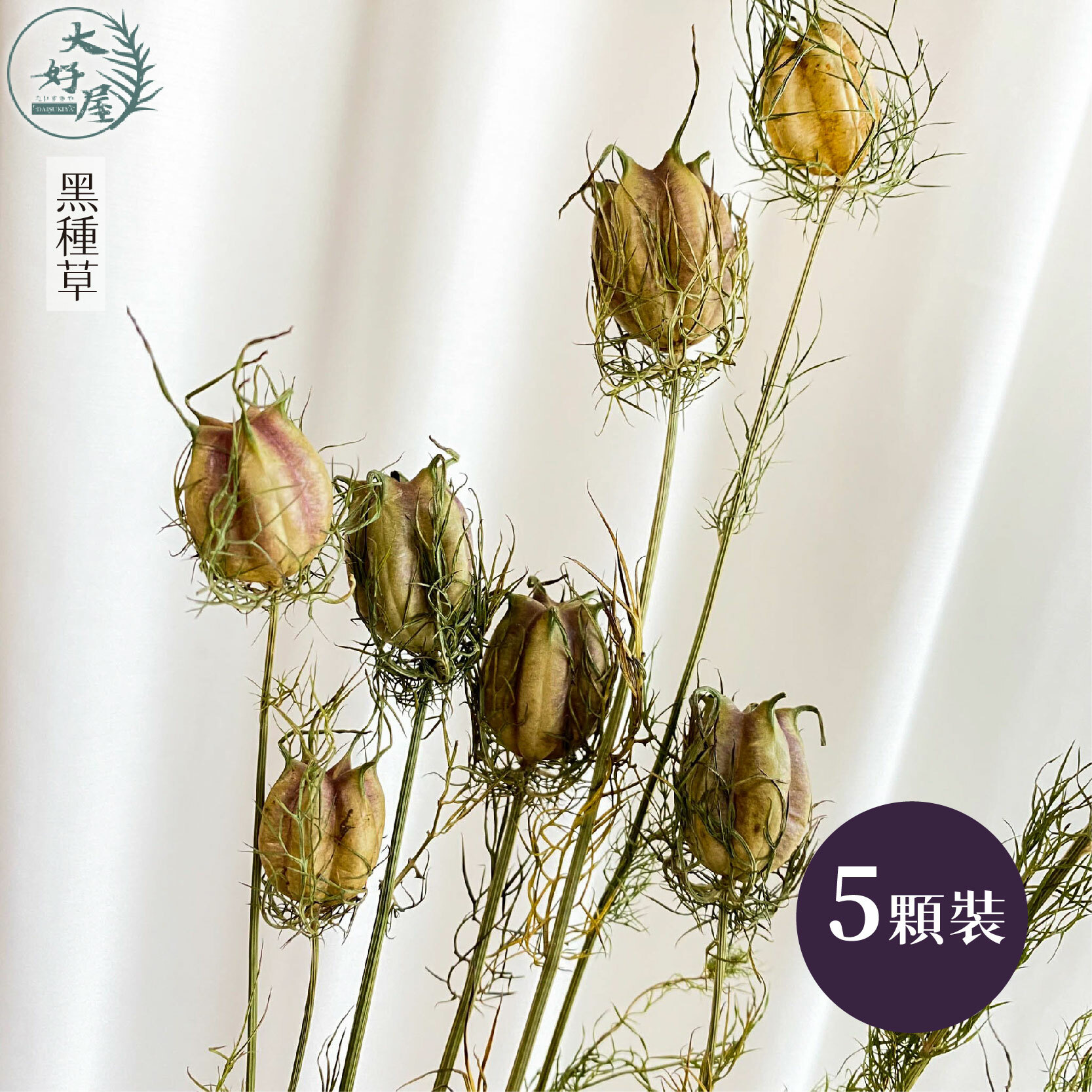 乾燥 永生 黑種草【小】