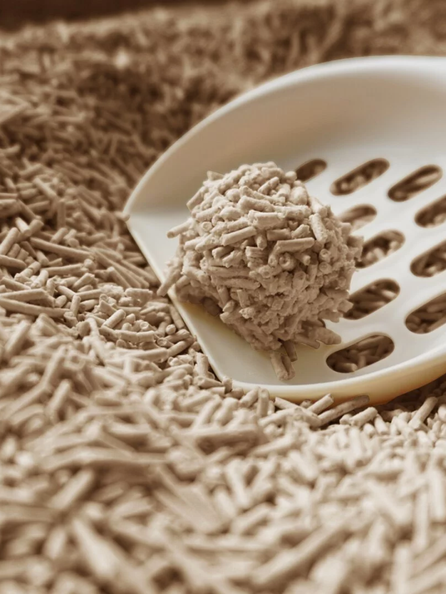 【doko】速凝阿姨2.0 極細豆腐砂｜森林竹柏 (木頭香)