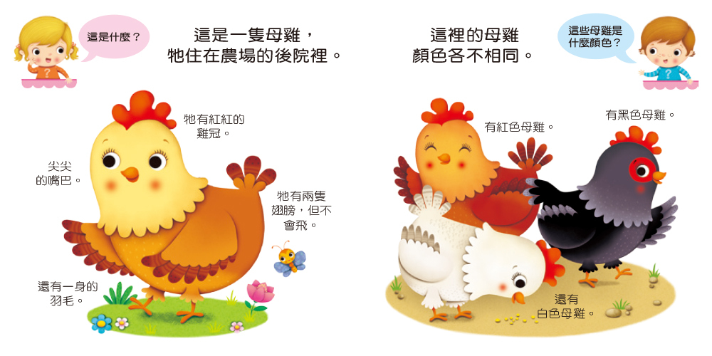 這是什麼？ 母雞Hen