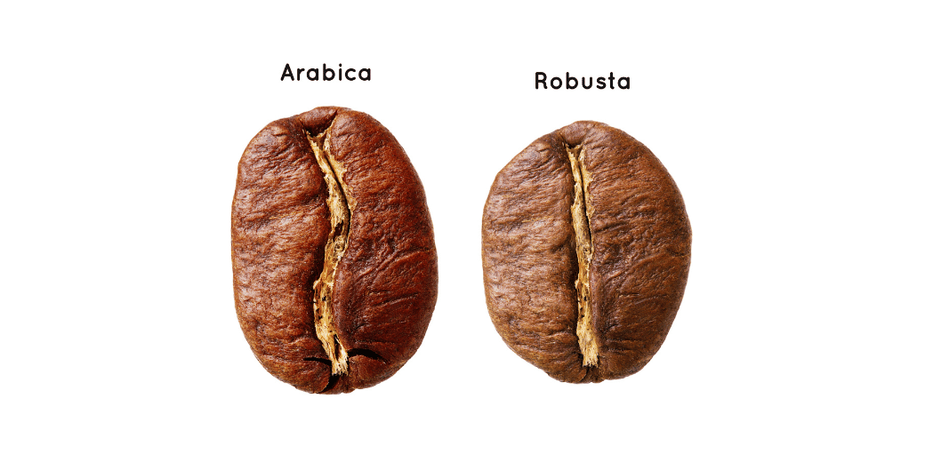 阿拉比卡與羅布斯塔咖啡豆的外貌差異