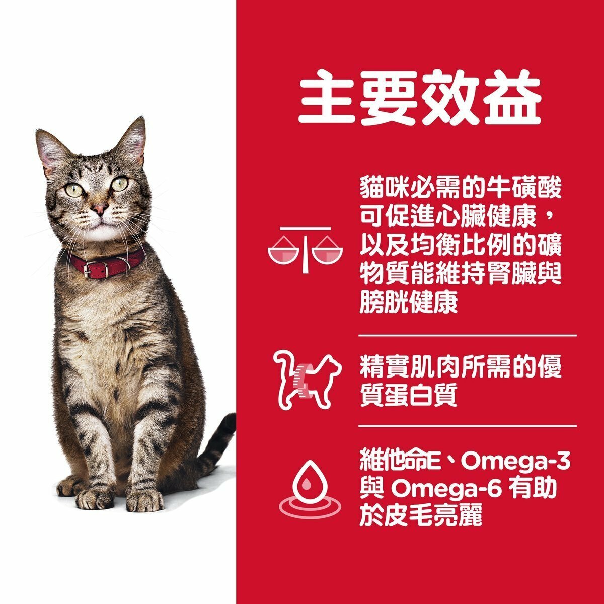 HILLS Adult Cat Everday Diet (2kg /4kg /10kg)