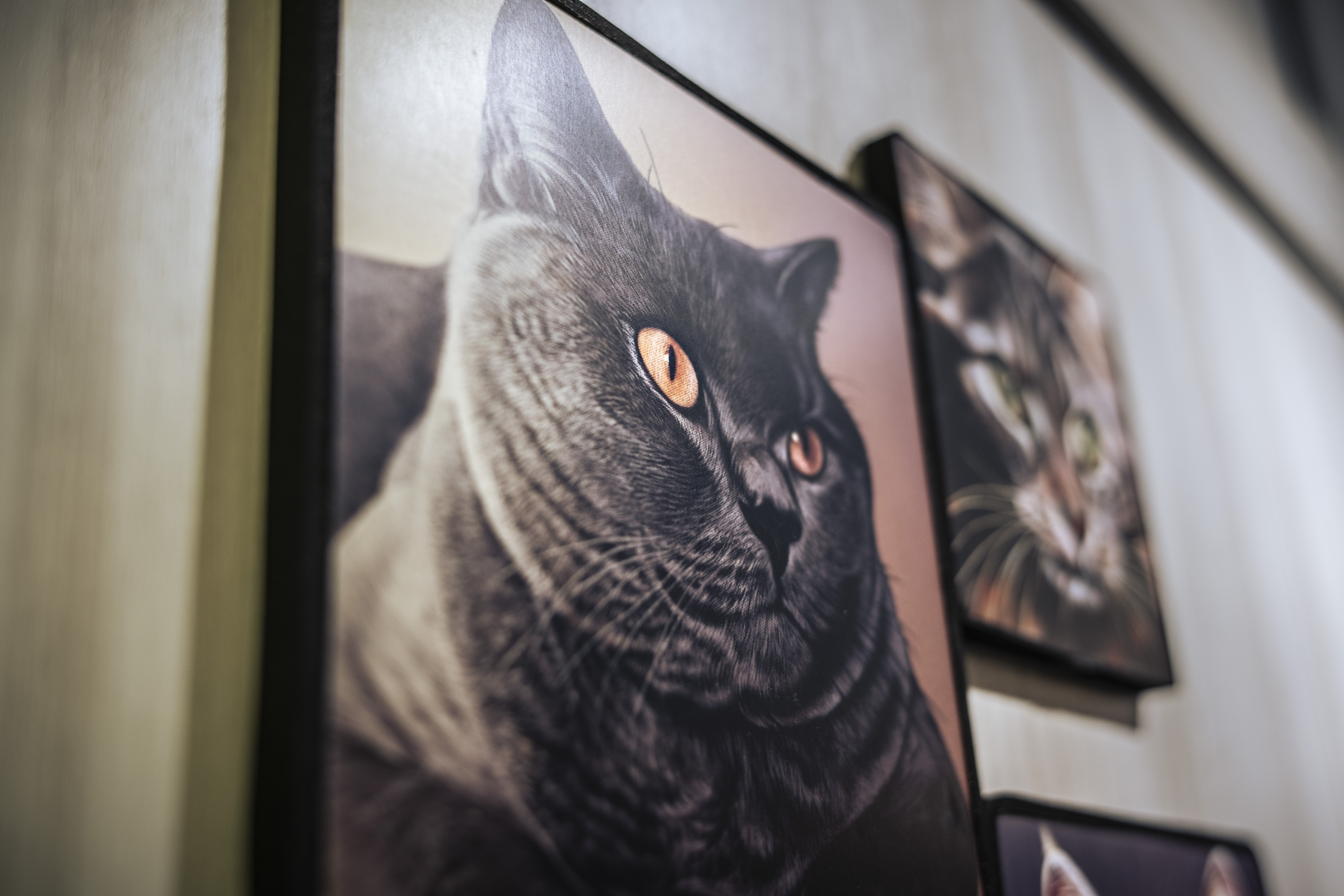 Moon_Sir「寵物格格油畫」- 英國短毛貓