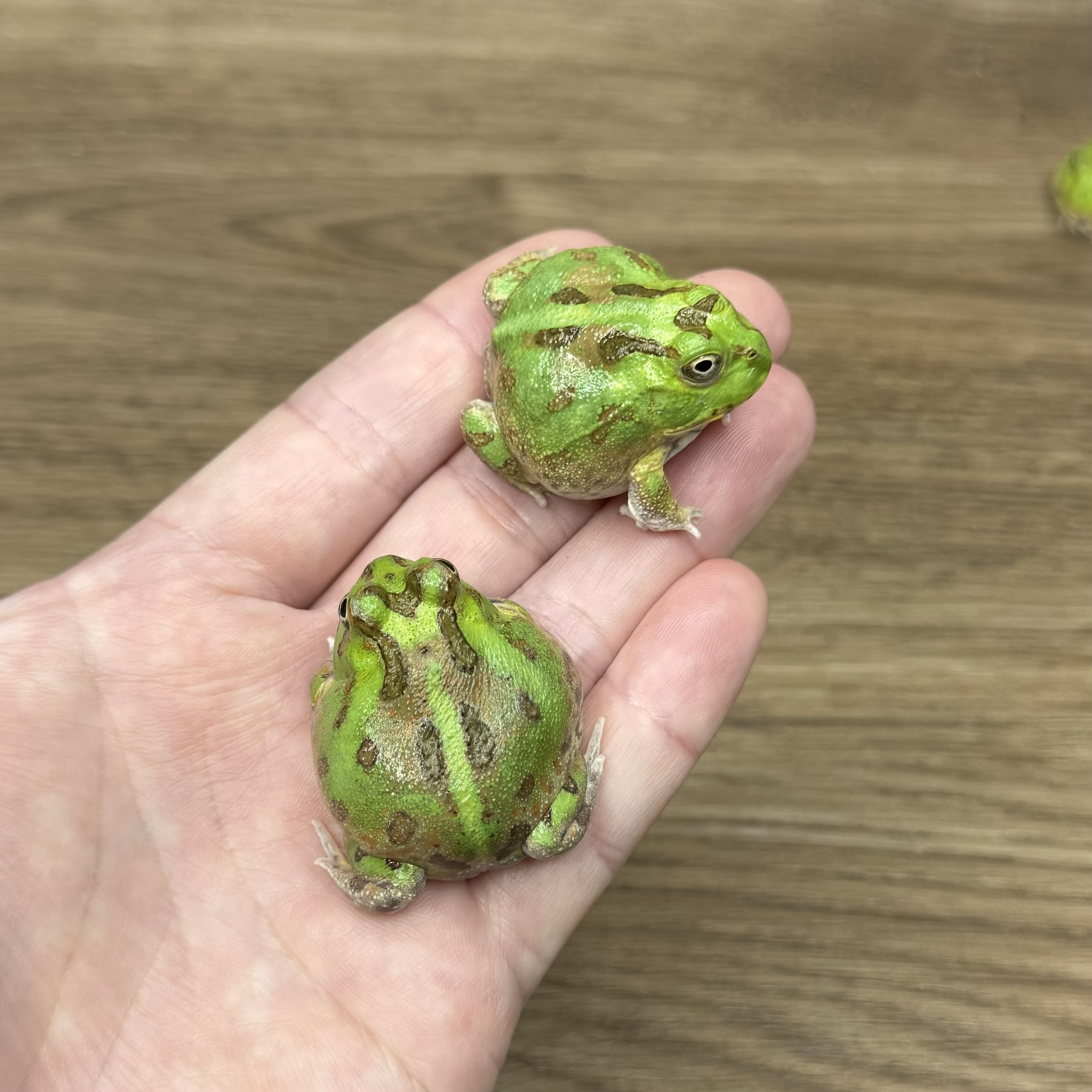波子角蛙