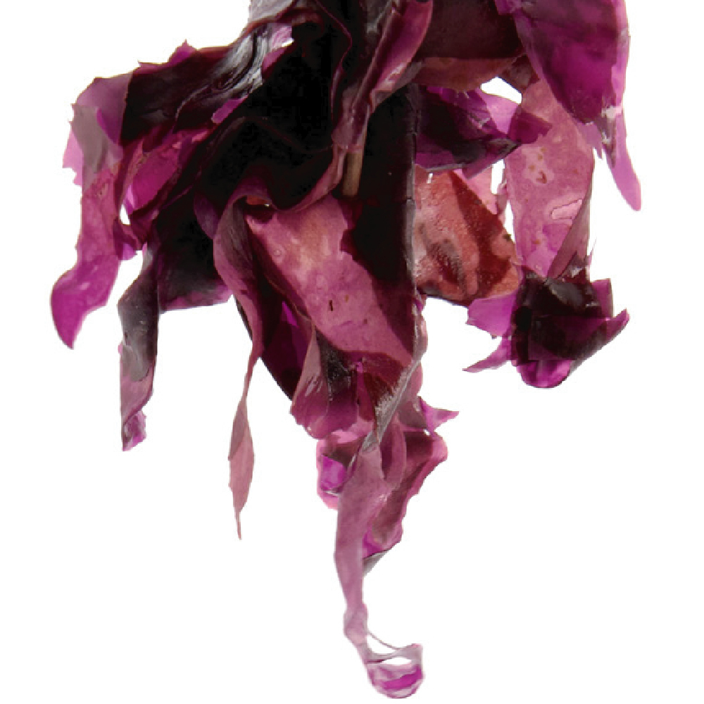 Pacific Harvest 紐西蘭天然海鹽90g(野生紅藻海鹽)