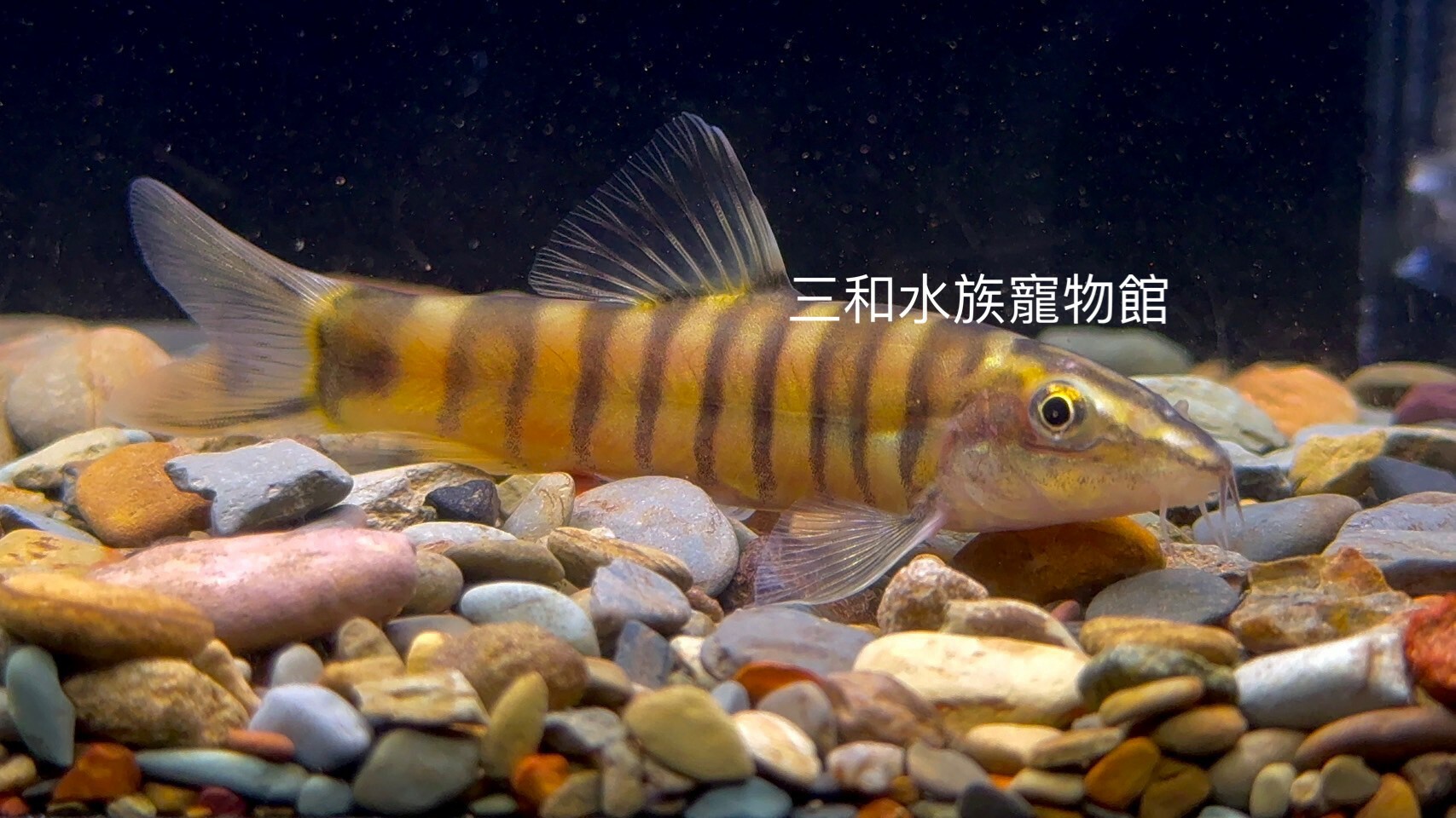 狀體沙鰍