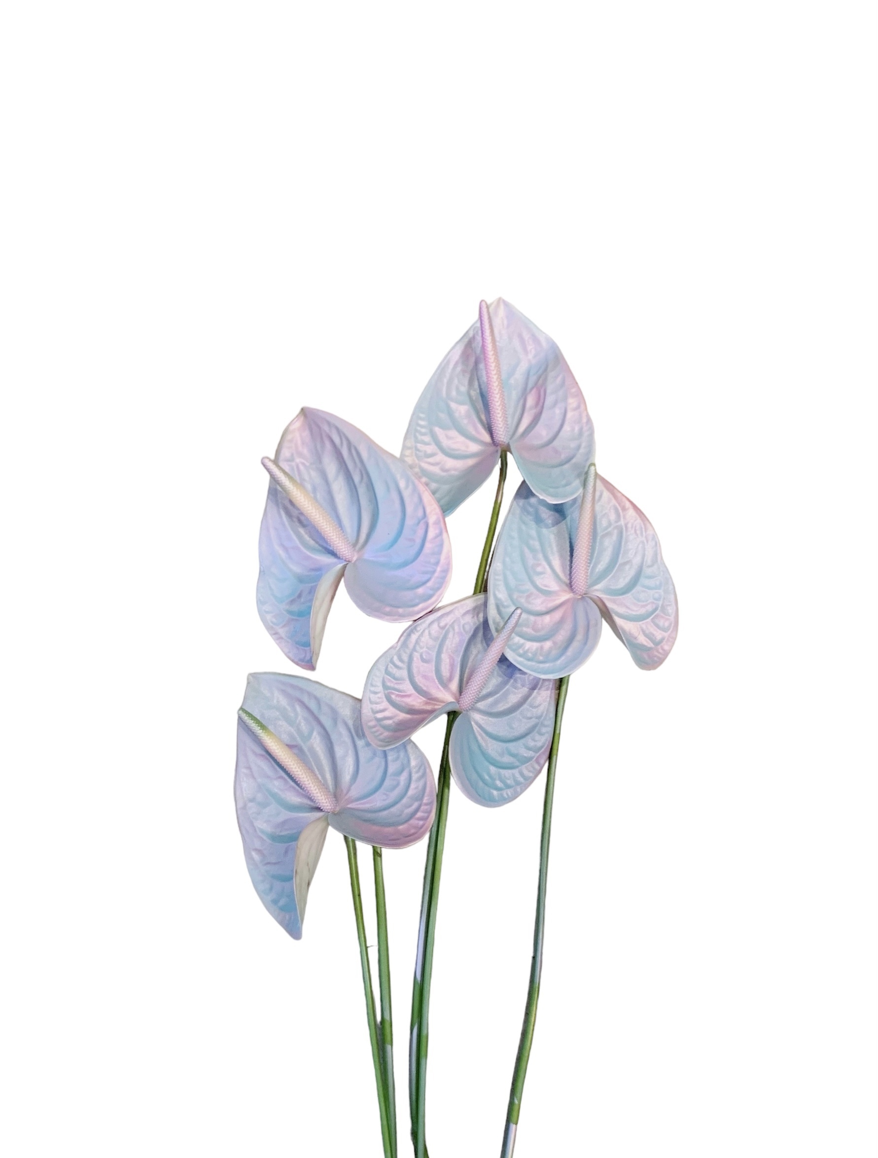 Anthurium, Fresh Cut, Painted, Bubblegum 70-80cm (12 Stems/Box)