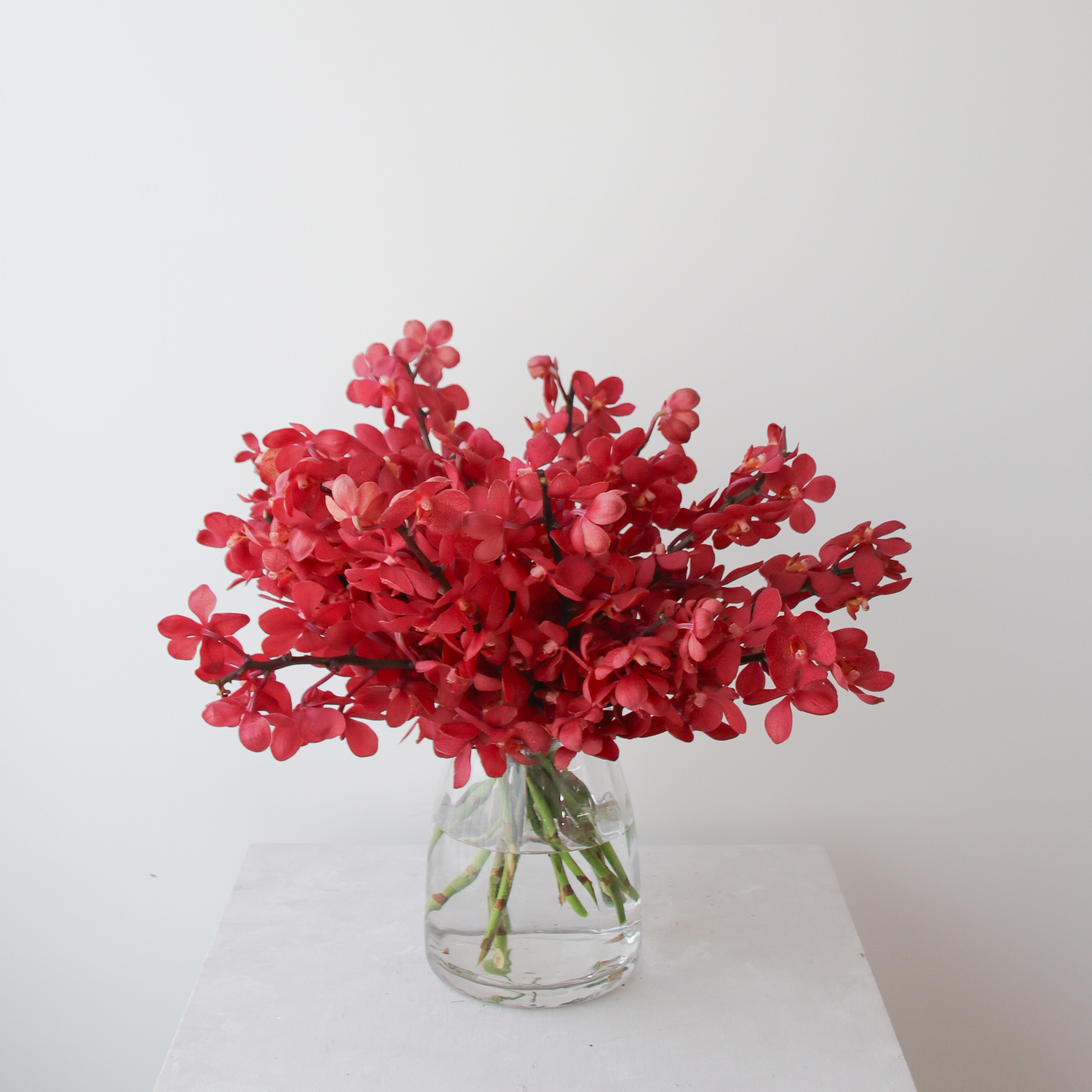 新春花禮-千代蘭桌花