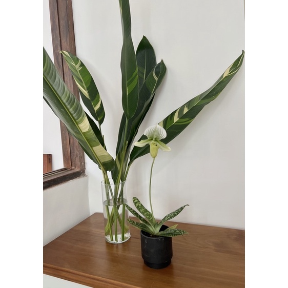 【RITAO CHAN公式アカウント04】◆端渓硯（鷓鴣斑・蕉葉白／十吋） Heliconia 'Variegated Nickeriensis' 斑葉鳥蕉（不能水培）