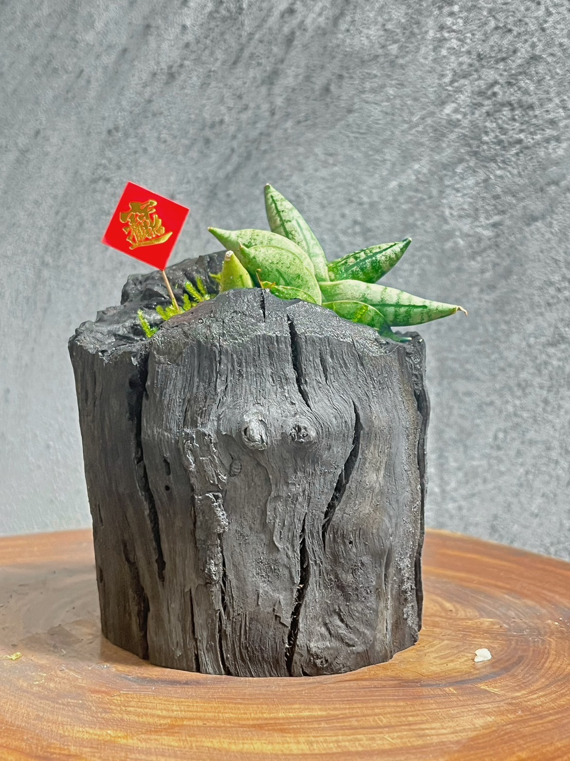 藝術炭盆栽-佛手虎尾蘭-- 贈迷你木酢寶寶擴香石