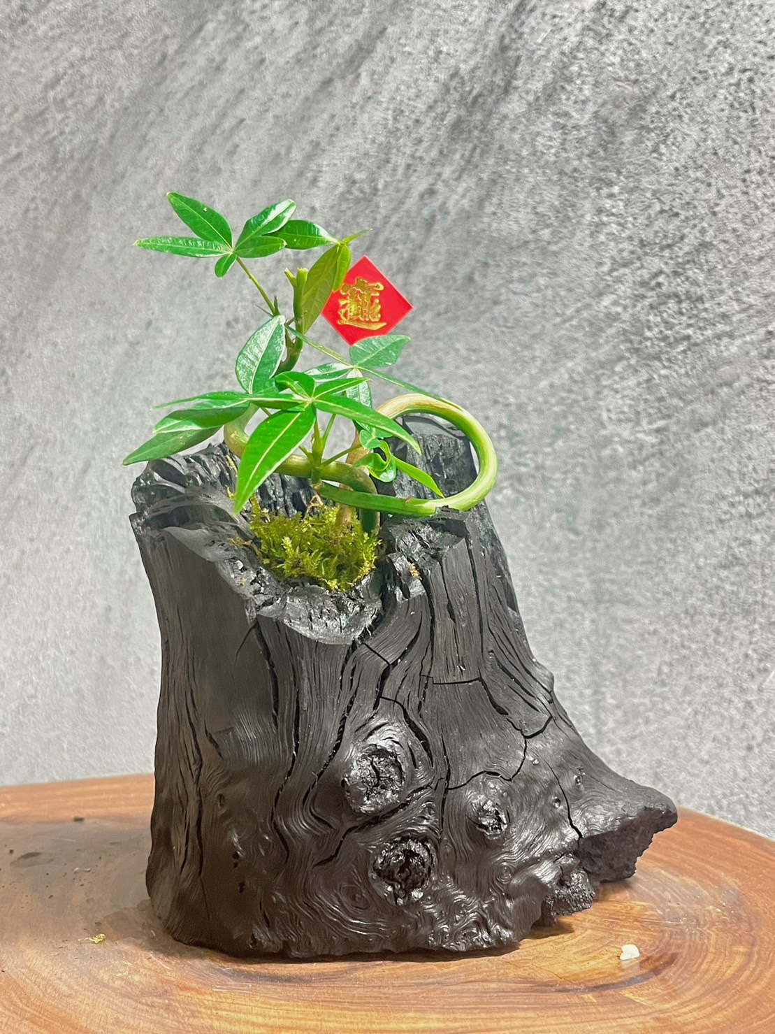 藝術炭盆栽-馬拉巴栗(發財樹)-- 贈迷你木酢寶寶擴香石