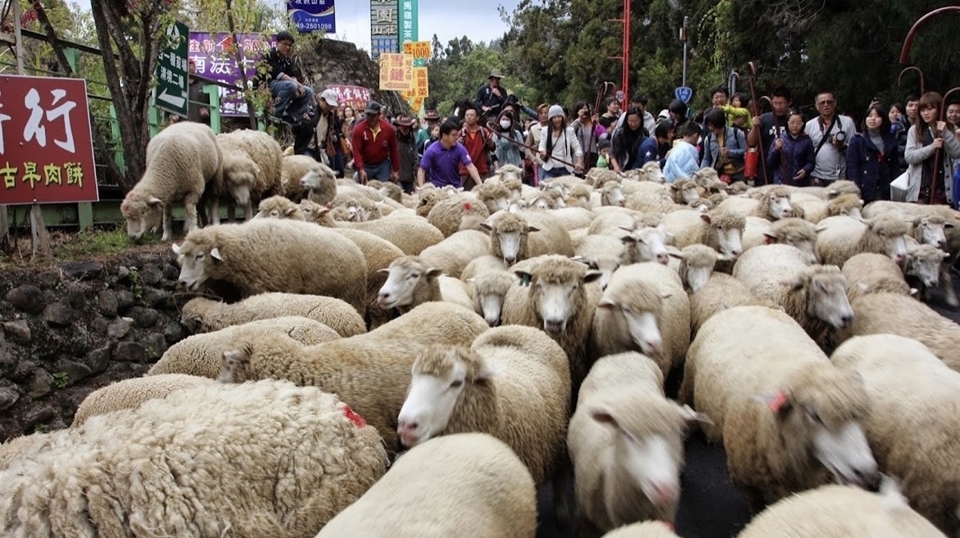 青青草原綿羊秀是清境農場最有名的表演，每天有2場，可以看到牧羊犬趕羊與專業人士示範剪羊毛。