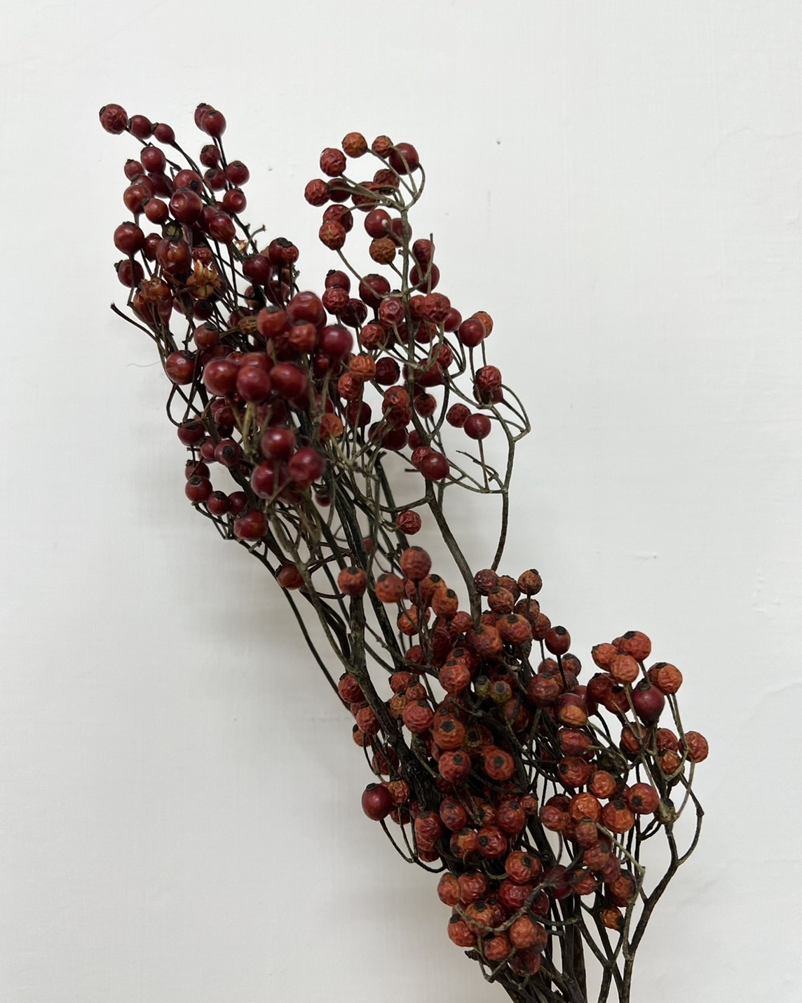 乾燥薔薇果