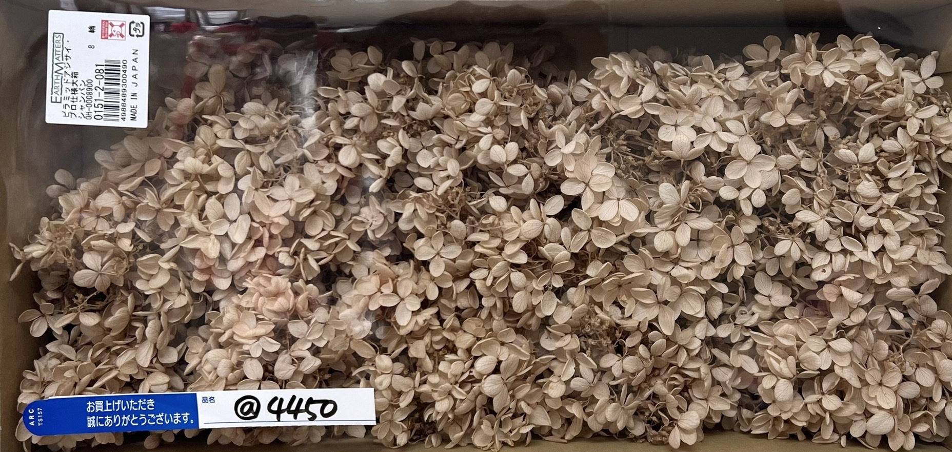 日本不凋繡球01512-081