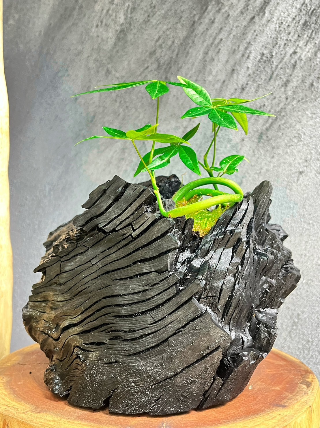 藝術炭盆栽-馬拉巴栗(發財樹)-- 贈迷你木酢寶寶擴香石