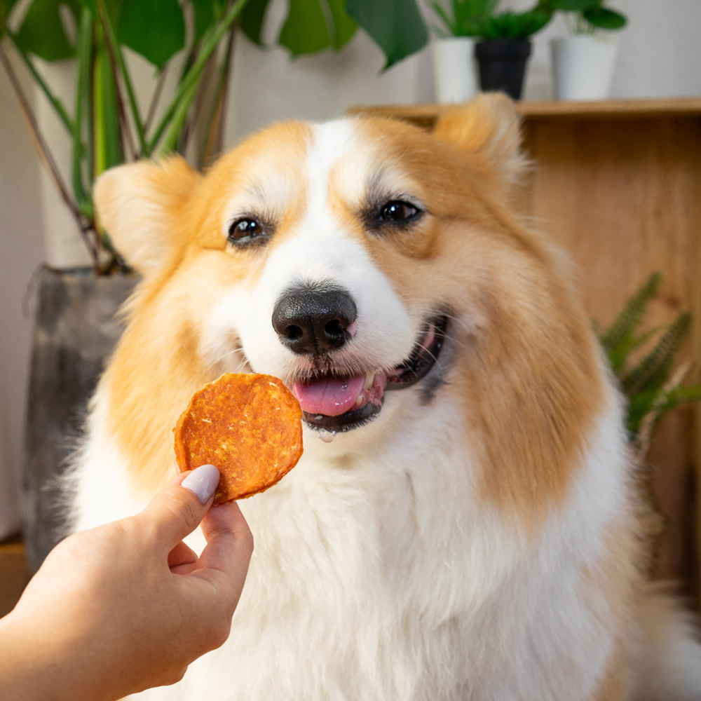 犬貓零食 | 南瓜雞肉餅 手作零食