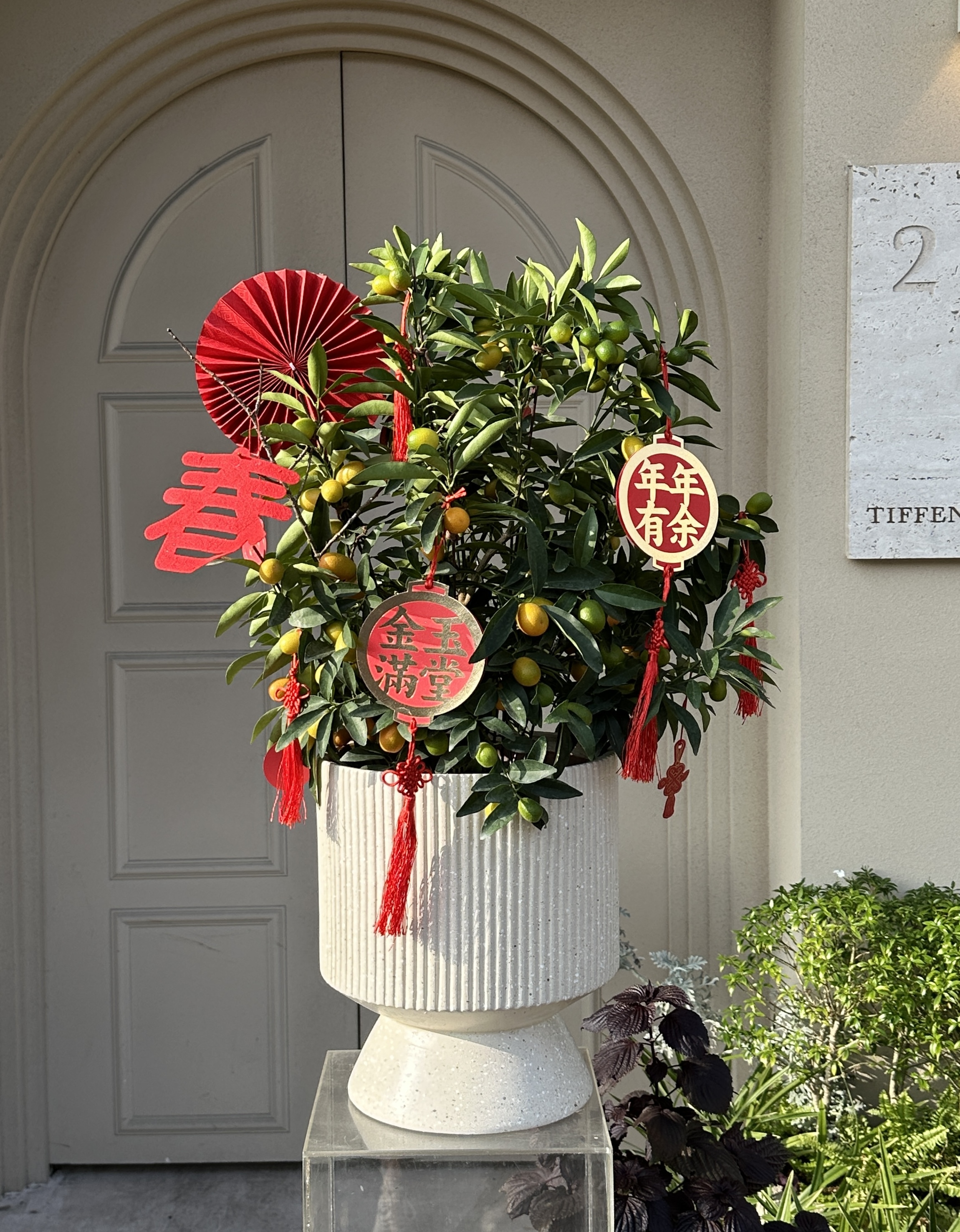 大桔大力 盆栽02