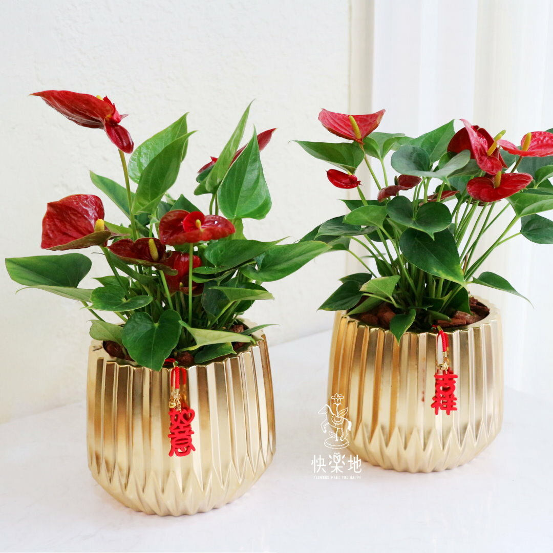紅紅火火 I 火鶴花福盆 GF210220