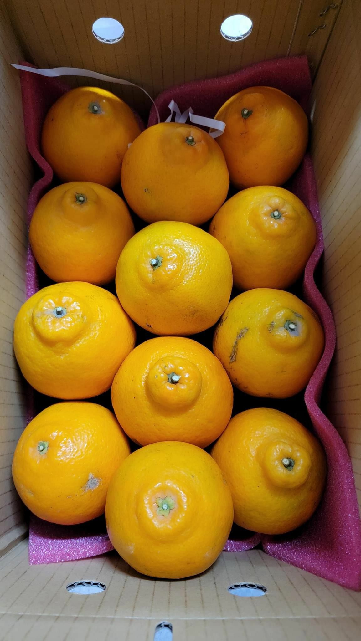 OSUNSHINESHOP台灣 玉美人柑 約13個 新年禮盒