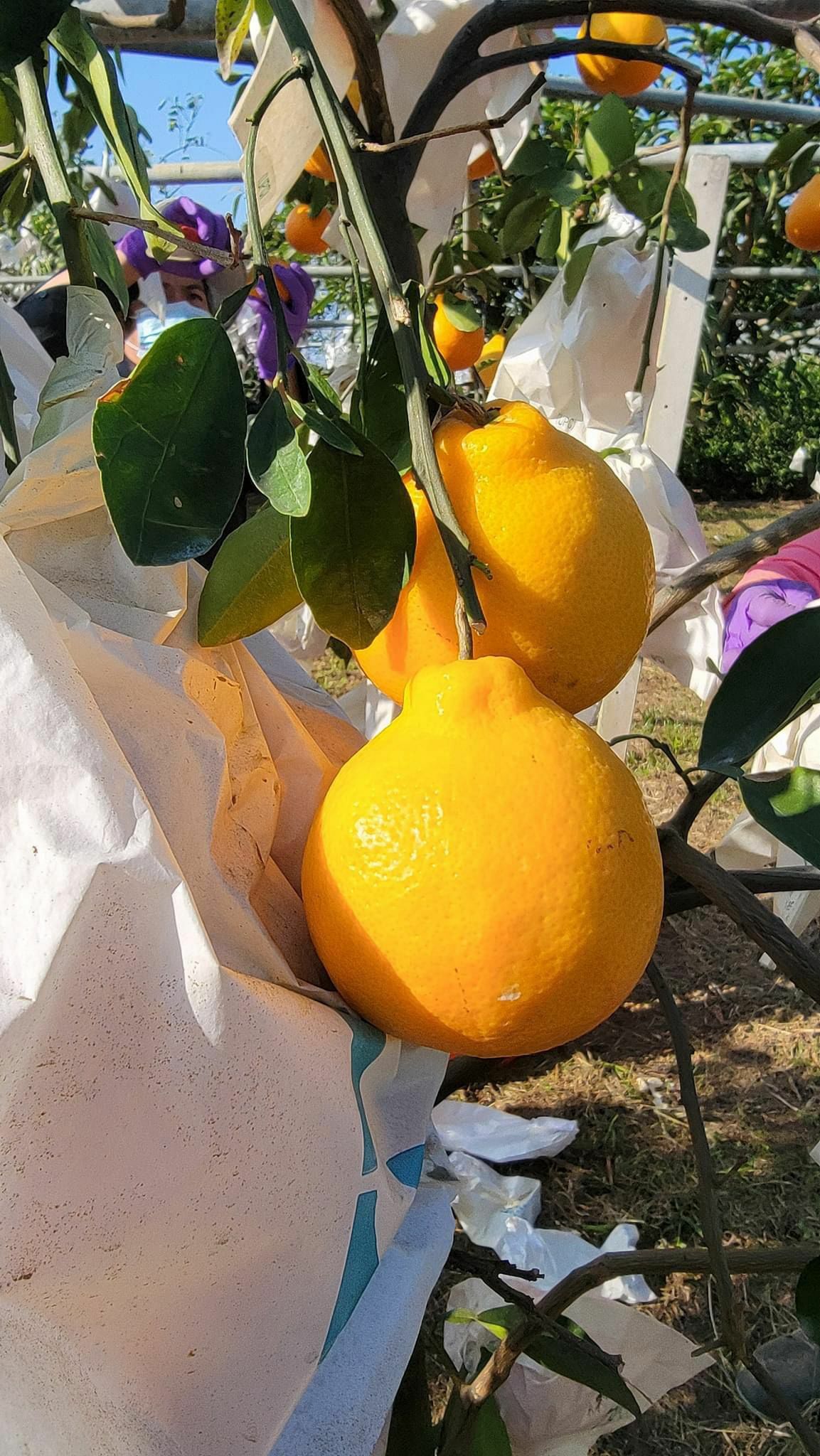 OSUNSHINESHOP台灣 玉美人柑 約13個 新年禮盒