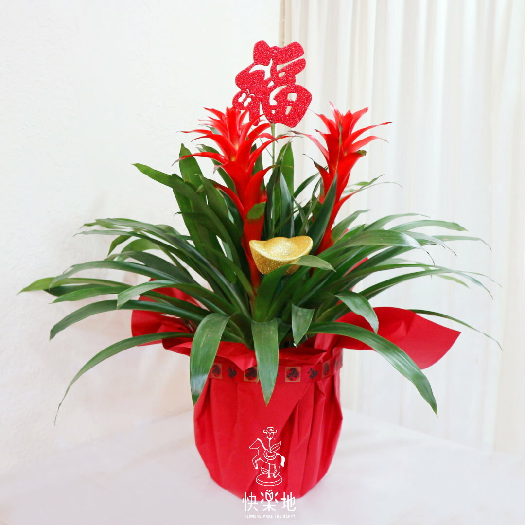 旺來福來 I 擎天鳳梨福盆 GF230228