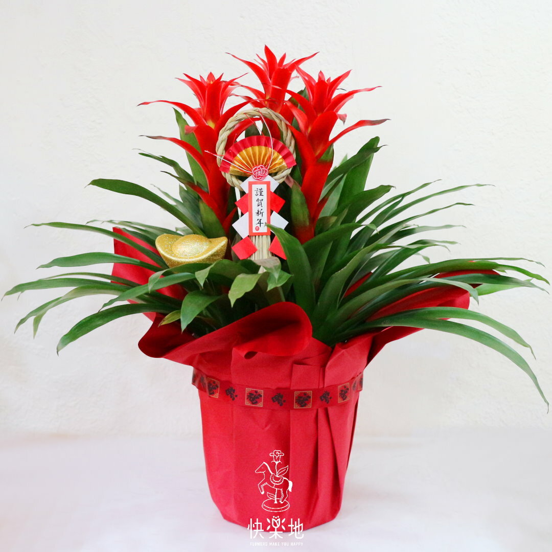 旺來福來 I 擎天鳳梨福盆 GF230228