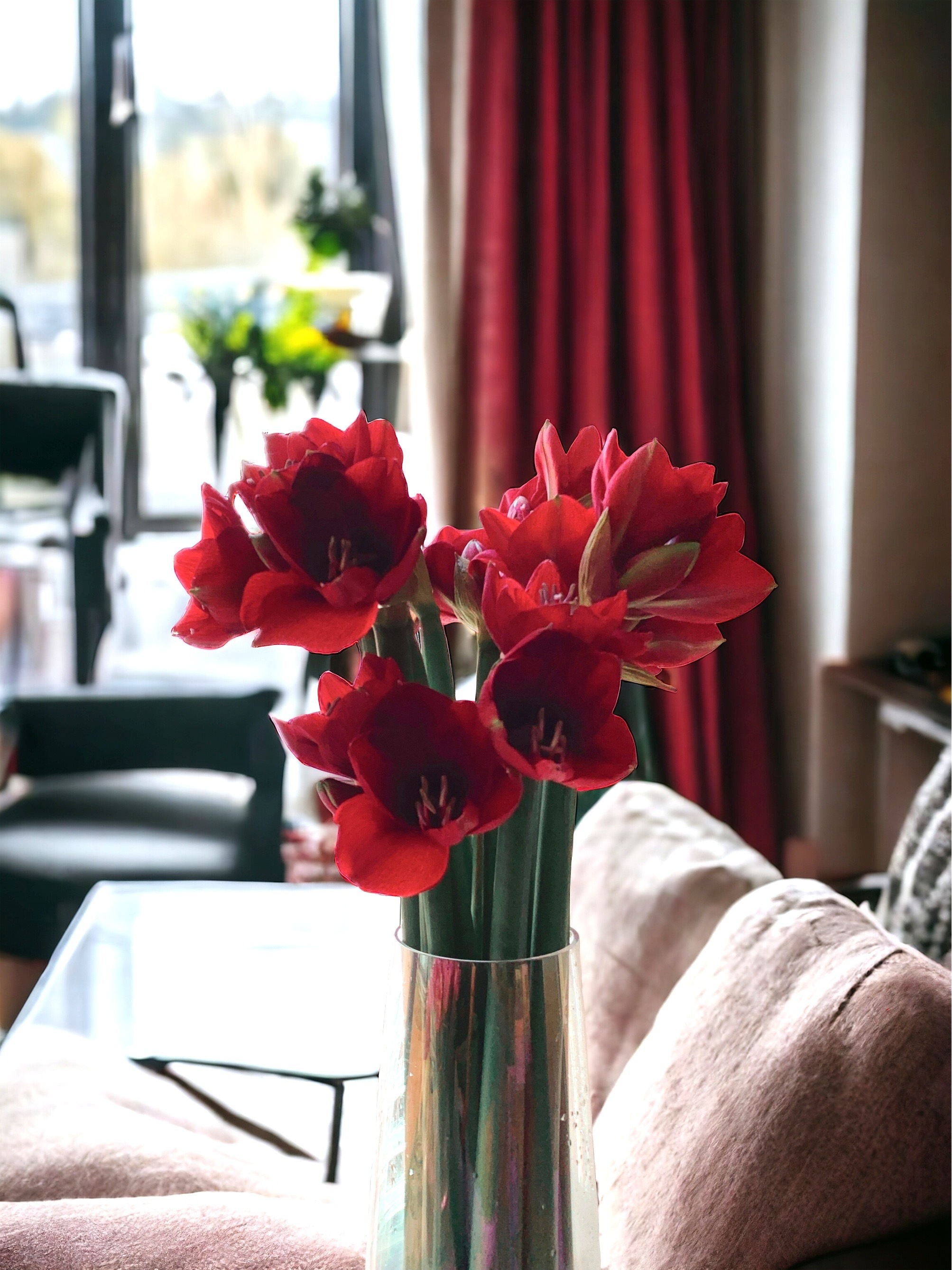 Amaryllis, Premium, Ferrari Red 75cm 4 Heads