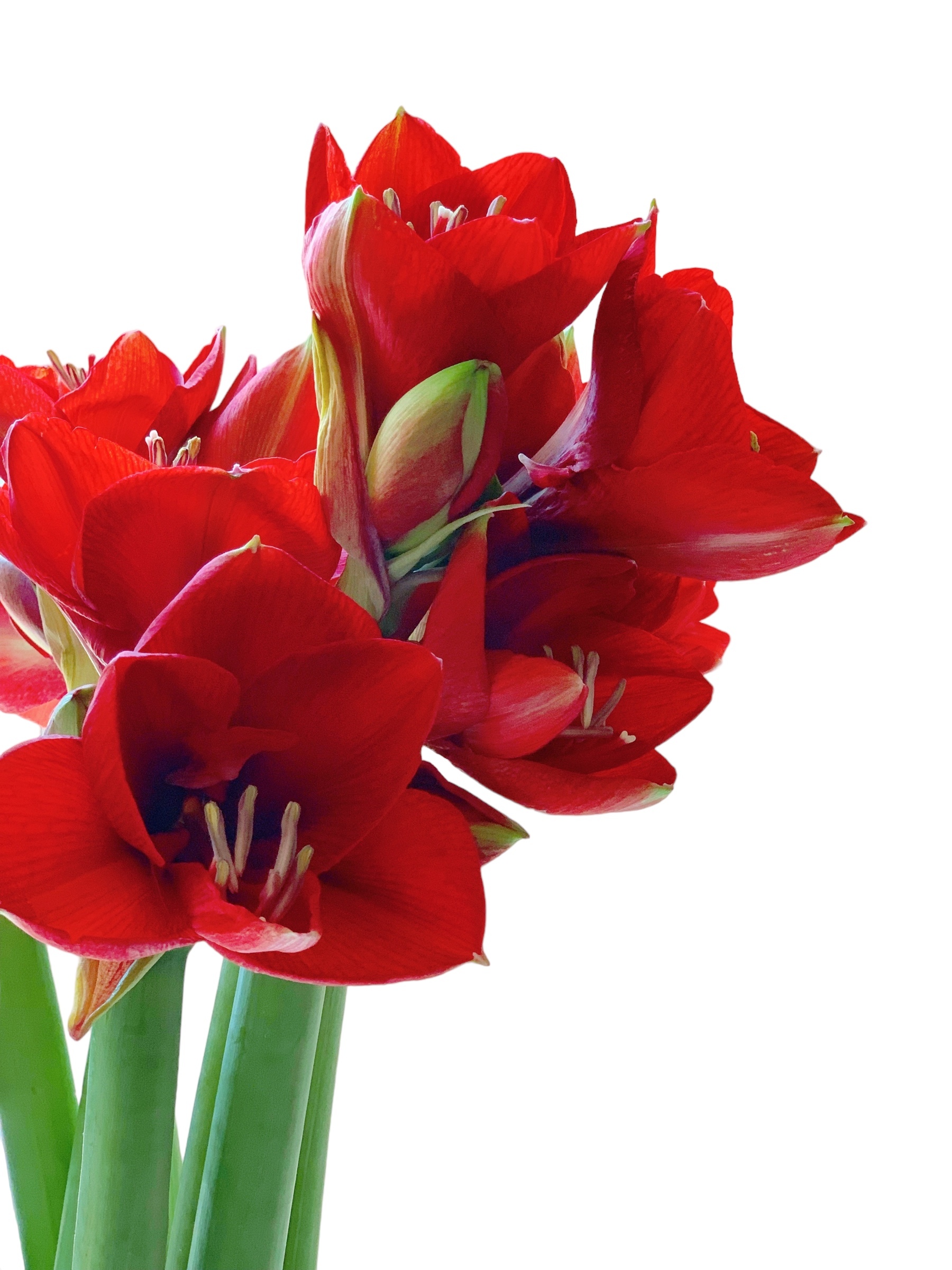 Amaryllis, Premium, Ferrari Red 75cm 4 Heads