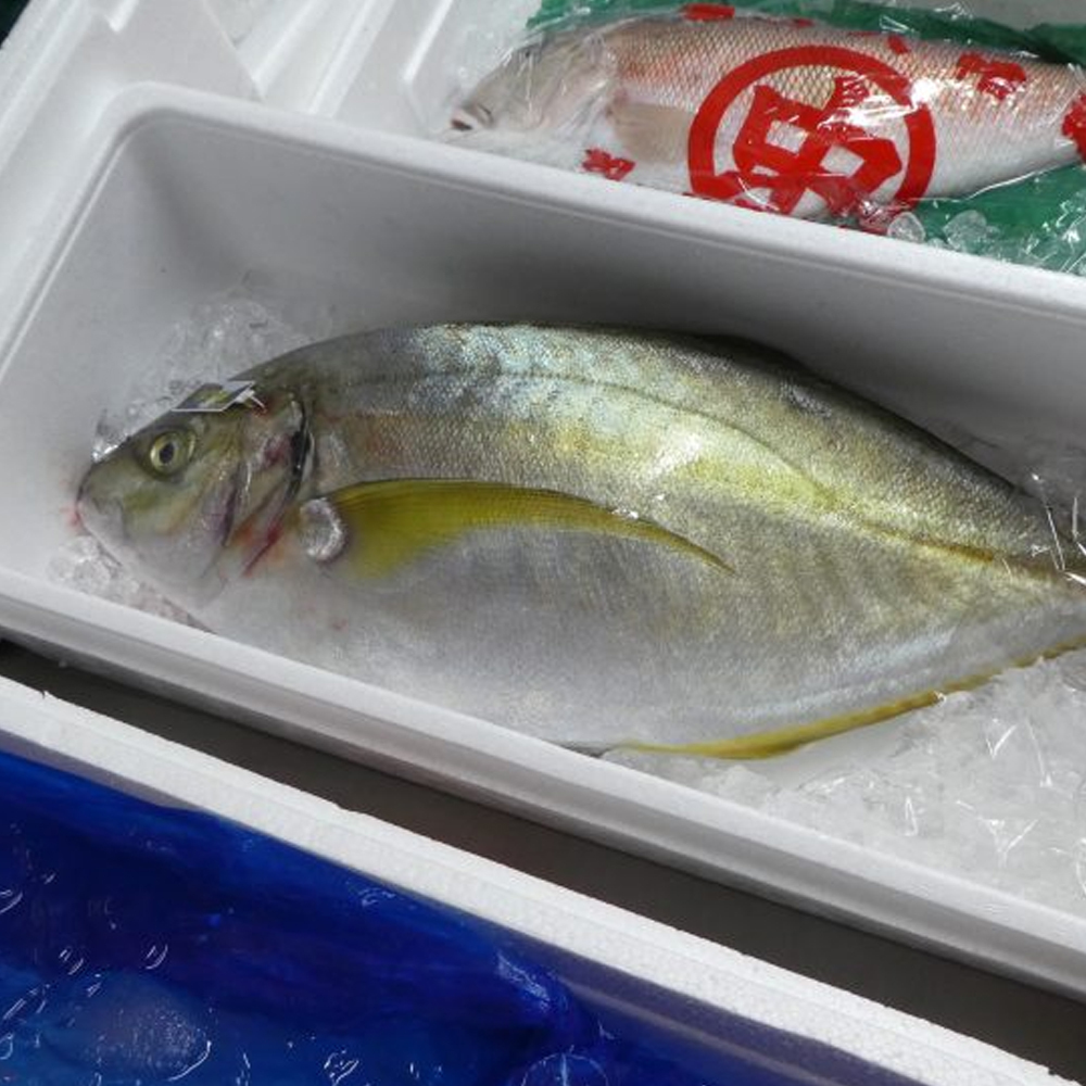 縞鯵 (シマアジ)