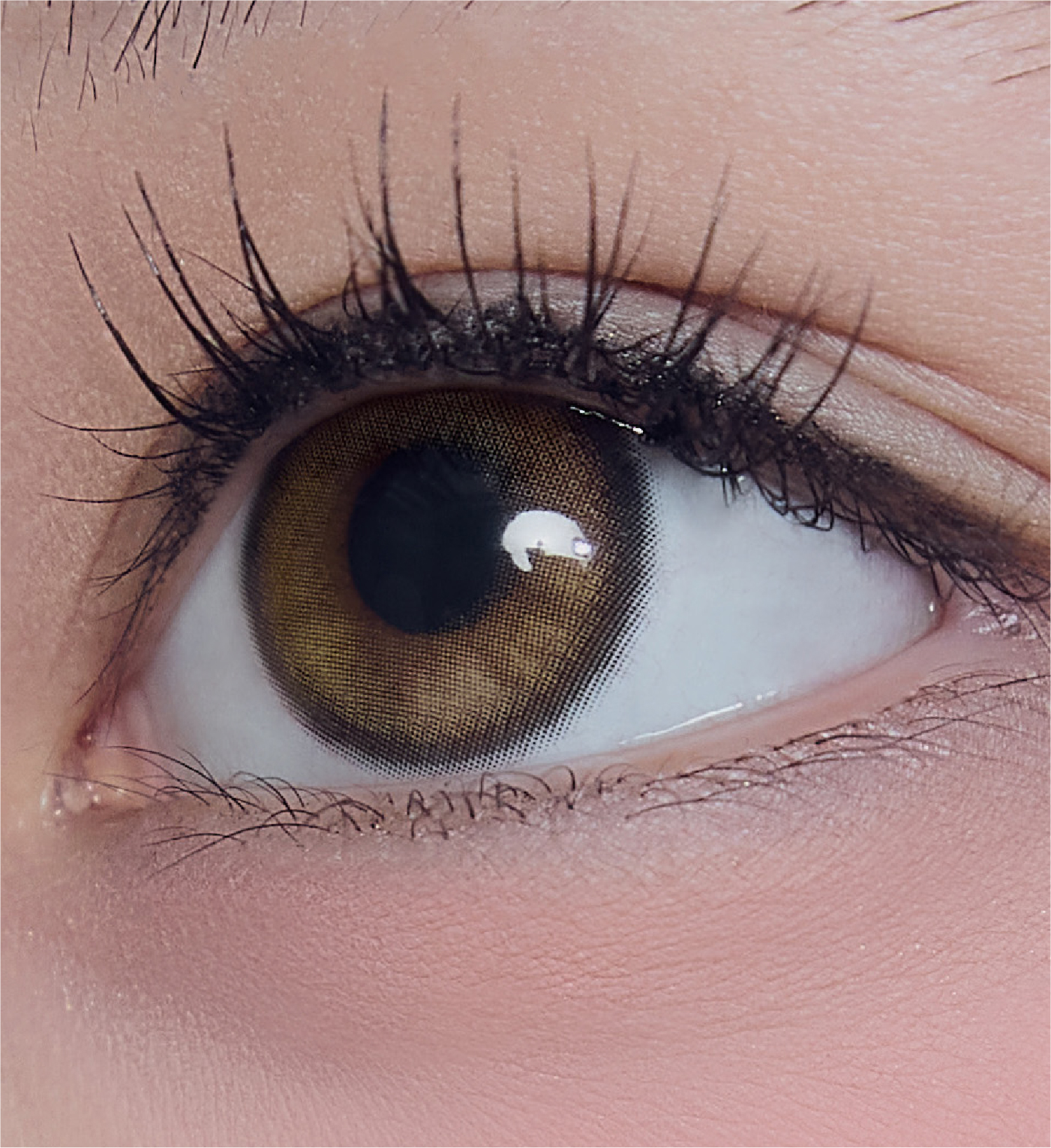 [日拋] Mimundo Lucir 1 Day Signal Pine 日拋棄彩妝隱形眼鏡｜每盒10片