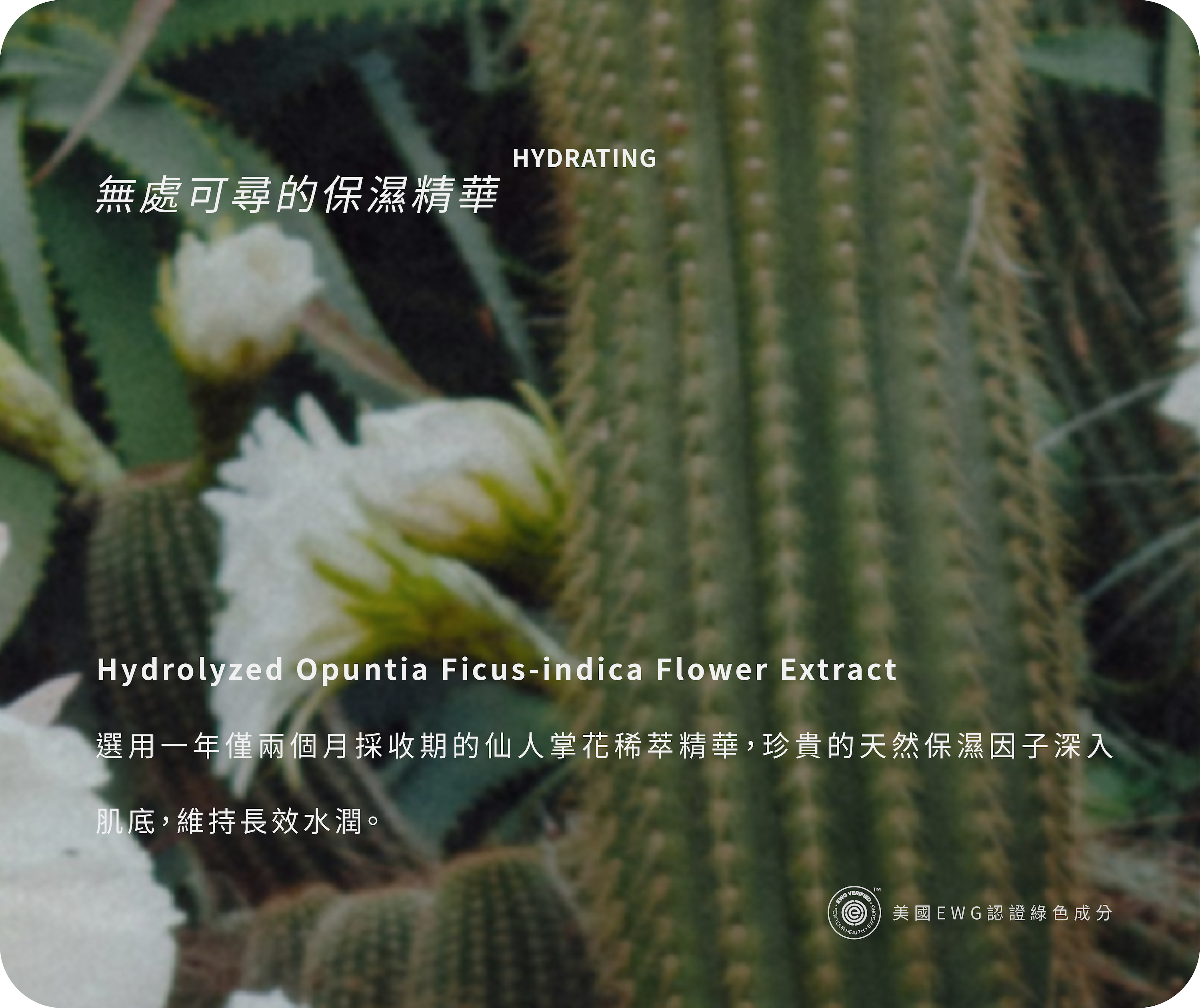 仙人掌花萃取