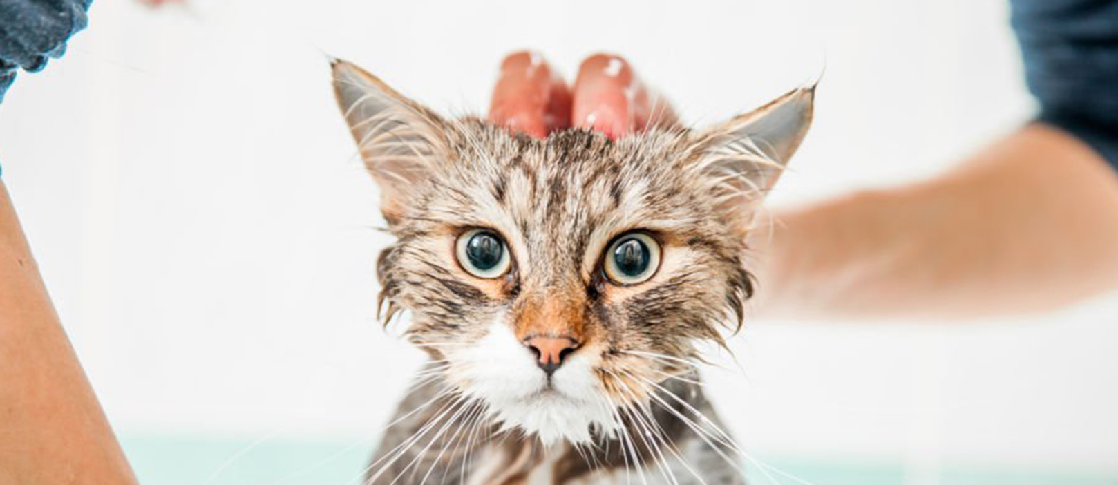 玻尿酸洗毛精使貓狗寵物洗澡後保持皮膚保濕和滋潤