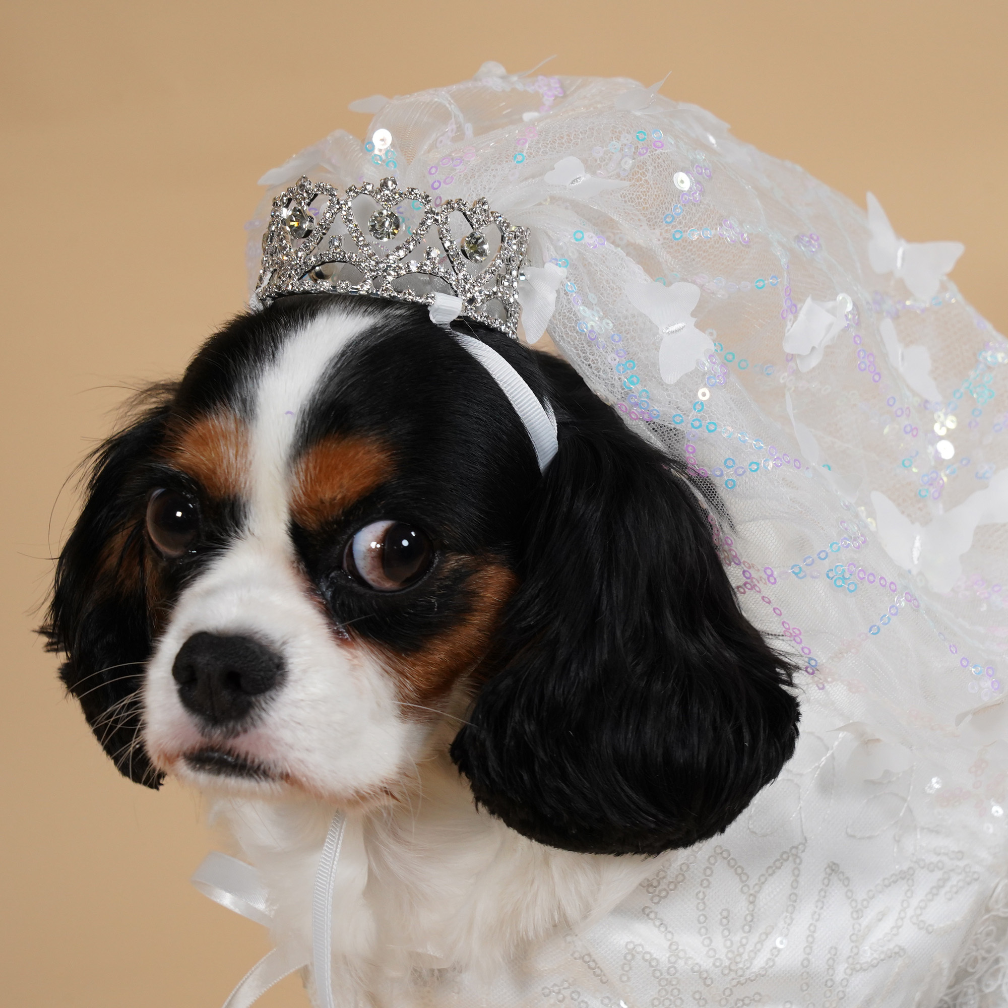 Bridal Butterfly Veil with Stone Crown