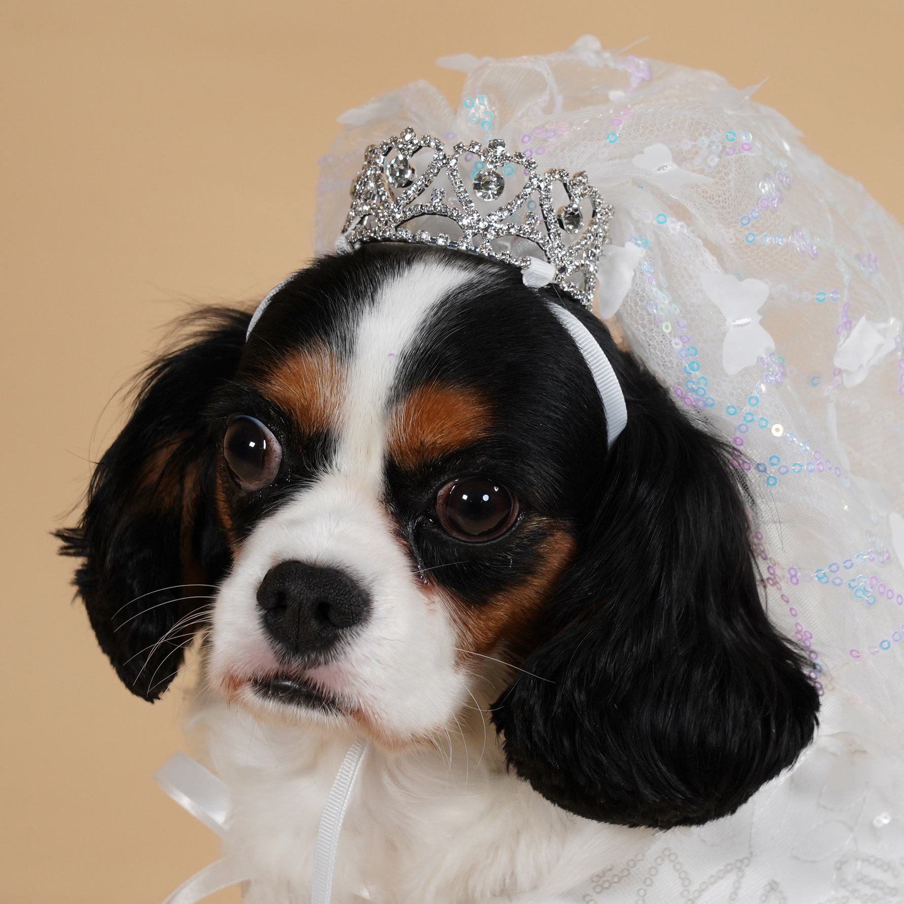Bridal Butterfly Veil with Stone Crown