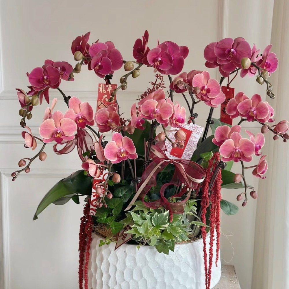 龍華富貴 新年蘭花盆景