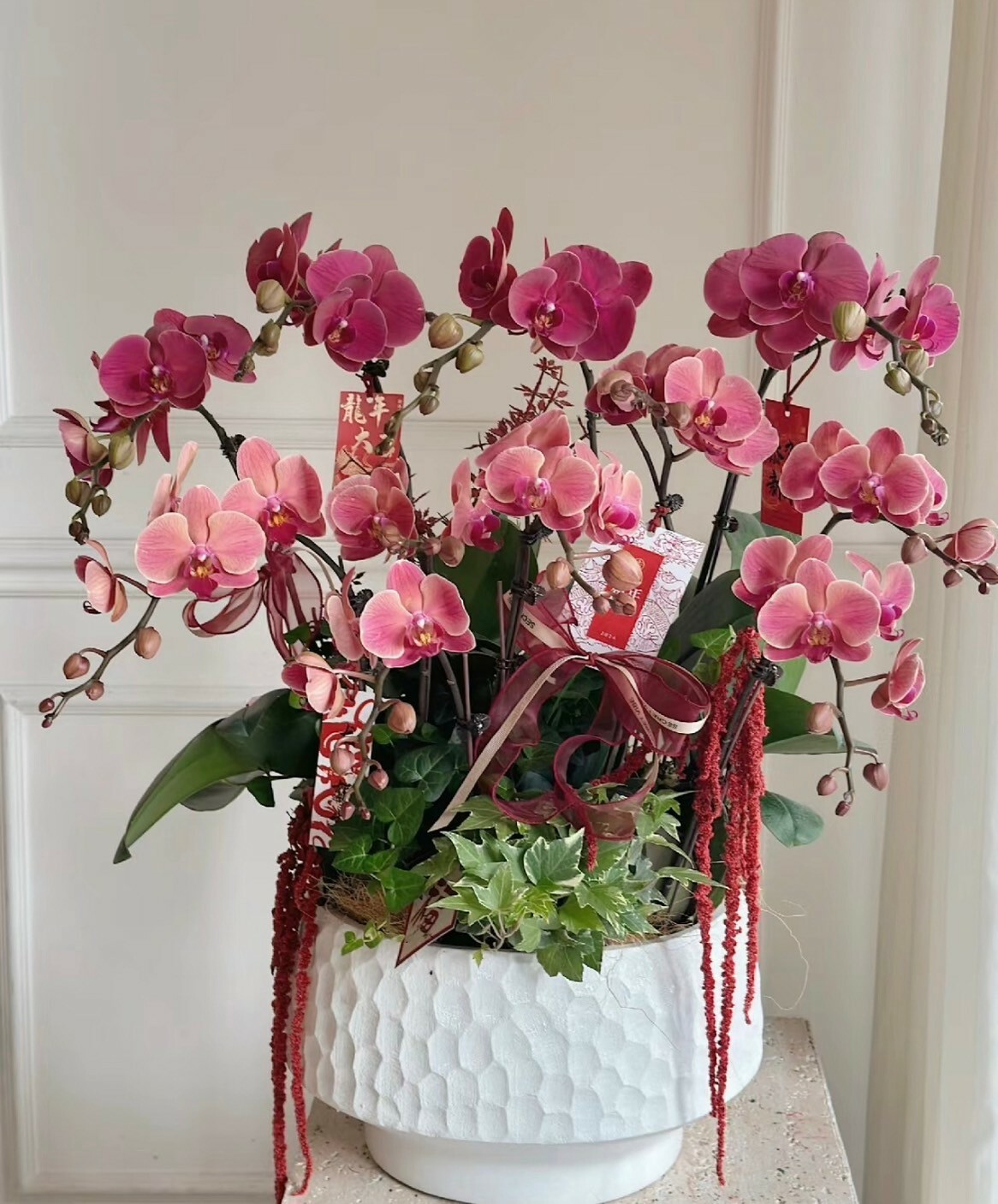 龍華富貴 新年蘭花盆景