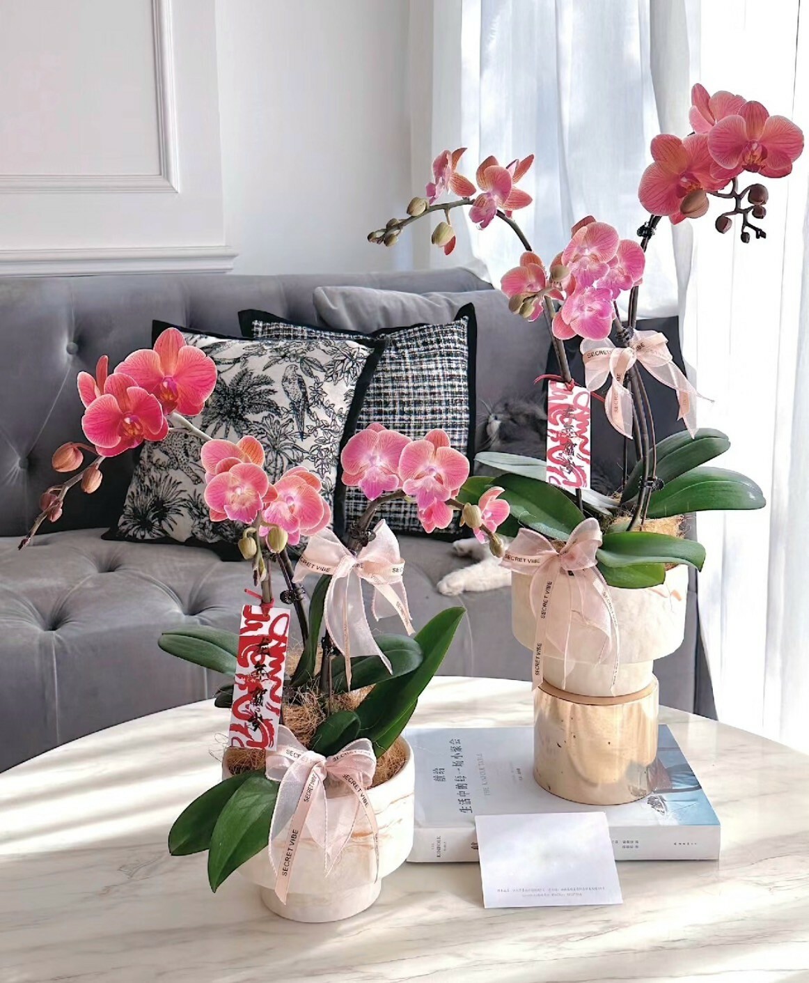 招福玄關花 新年蘭花盆景